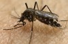 Research Into Zika Virus Vaccine Begins